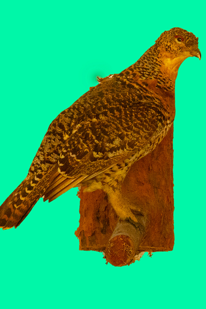 Auerhuhn (Tetrano urogallus)