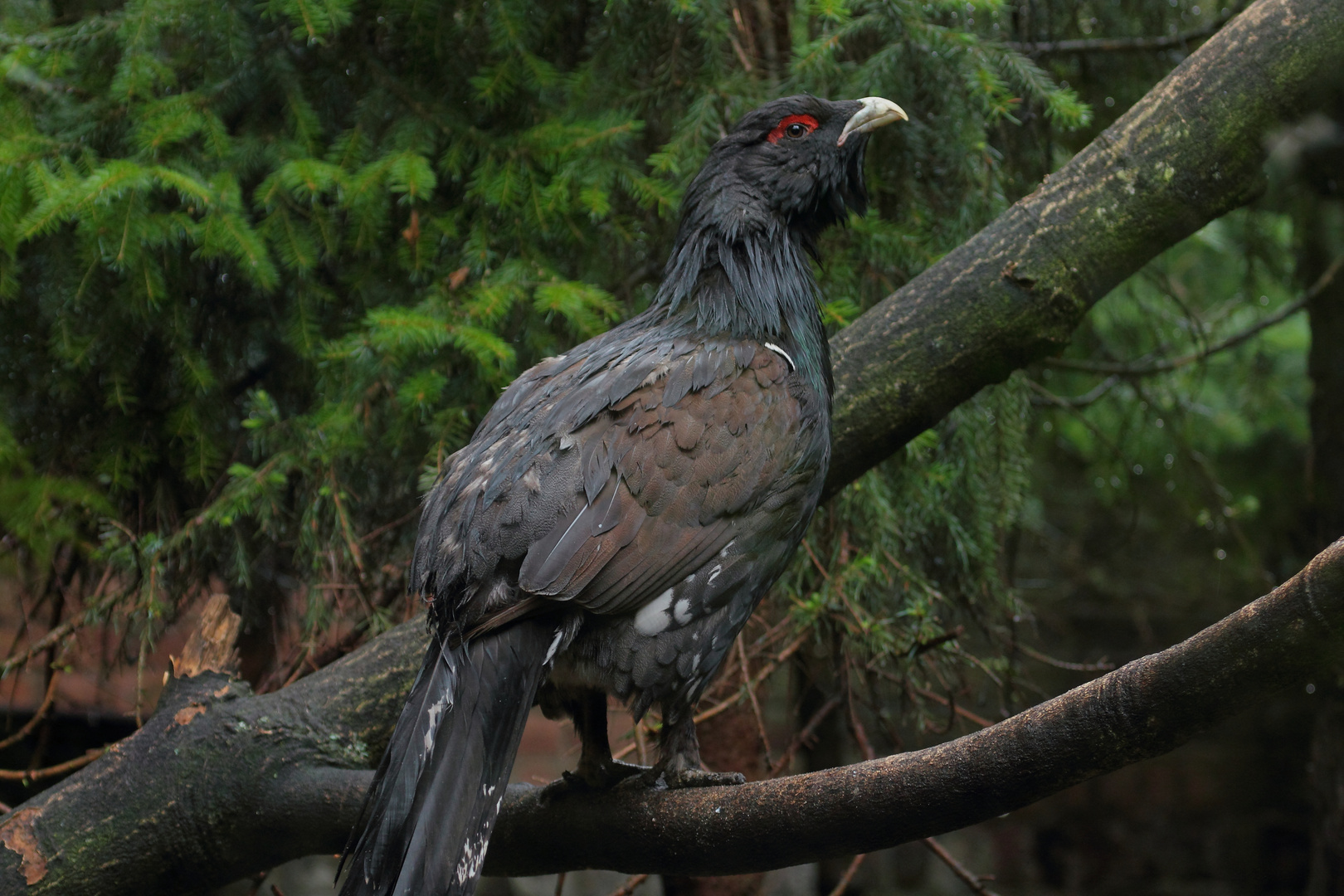 Auerhuhn (Tetrao urogallus)