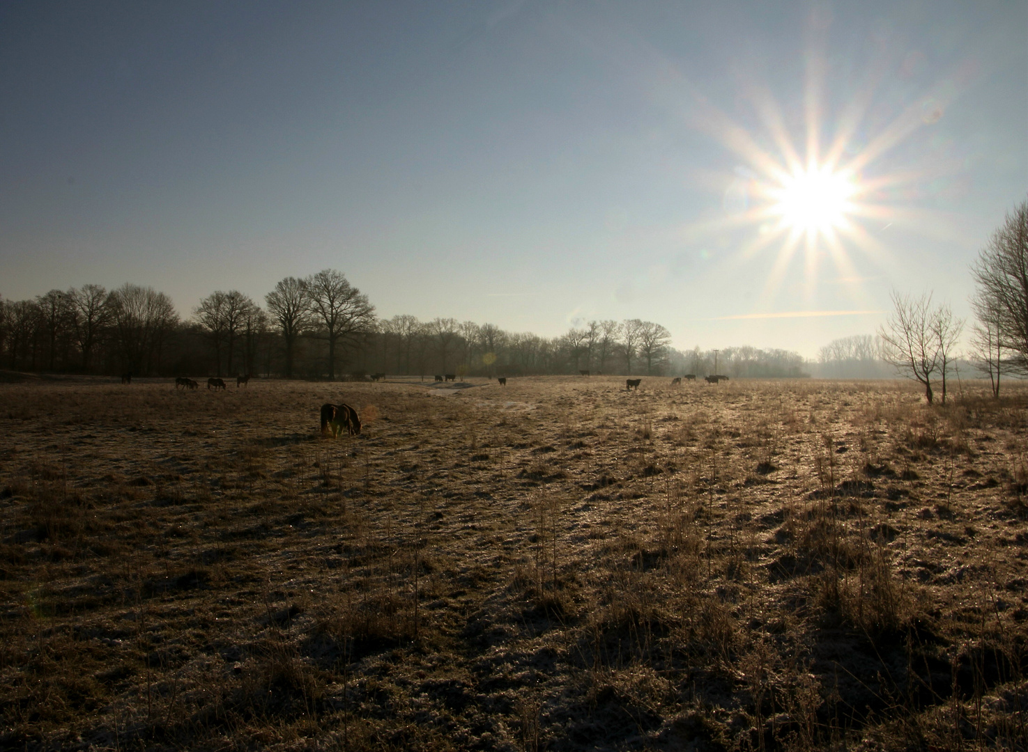 - Auerochsen und Wildpferde -