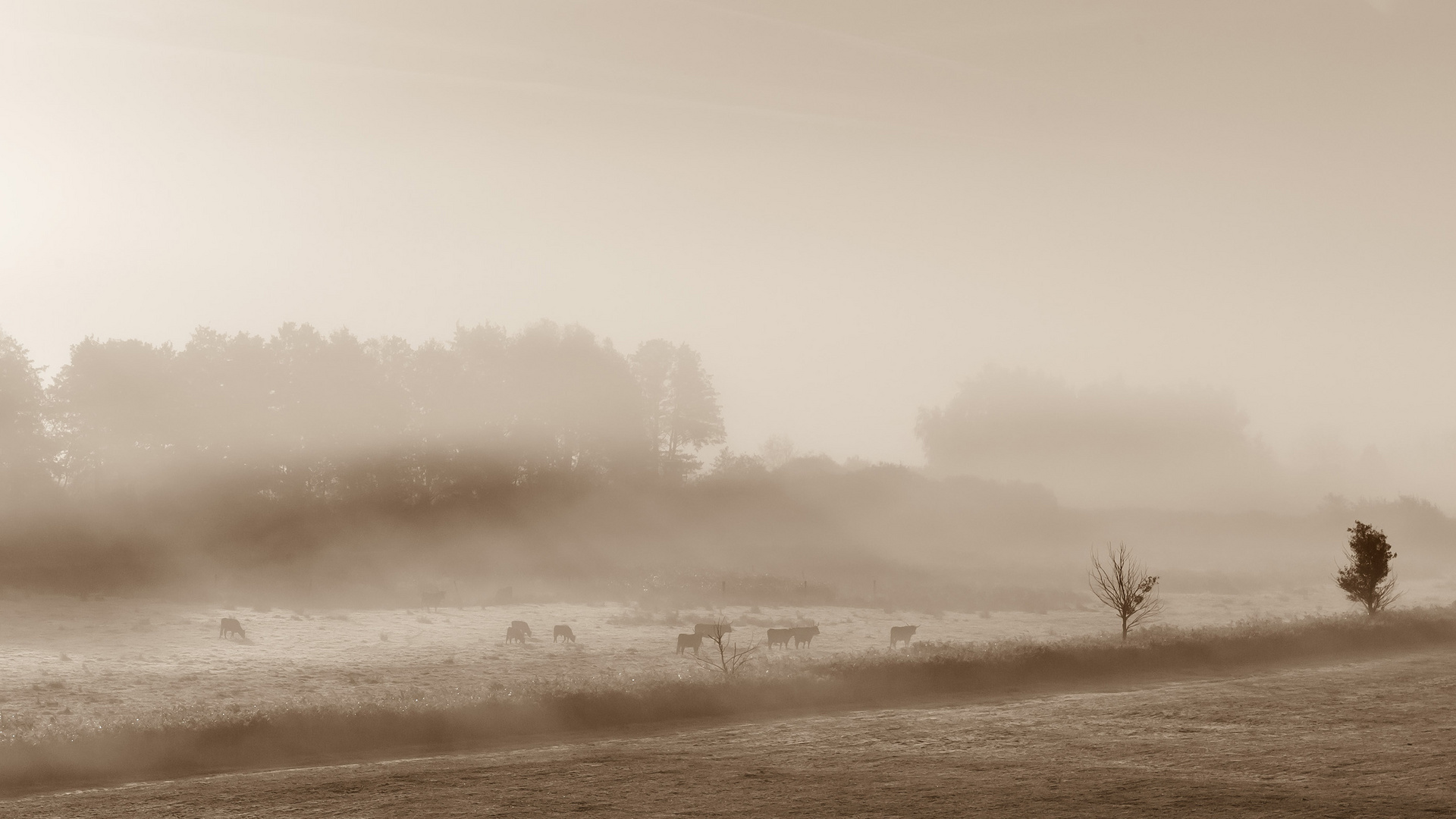 Auerochsenherde im Morgendunst