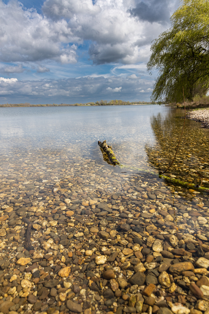 Auesee