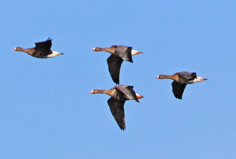 Auesee in Wesel Überflug der Wildgänse