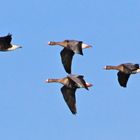 Auesee in Wesel Überflug der Wildgänse