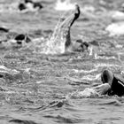 Auesee2011Triathlon 02 FC SW