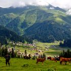 Auf 2050 Metern über dem Meeresspiegel ein Hirte im Bakhmaro-Gebirge.