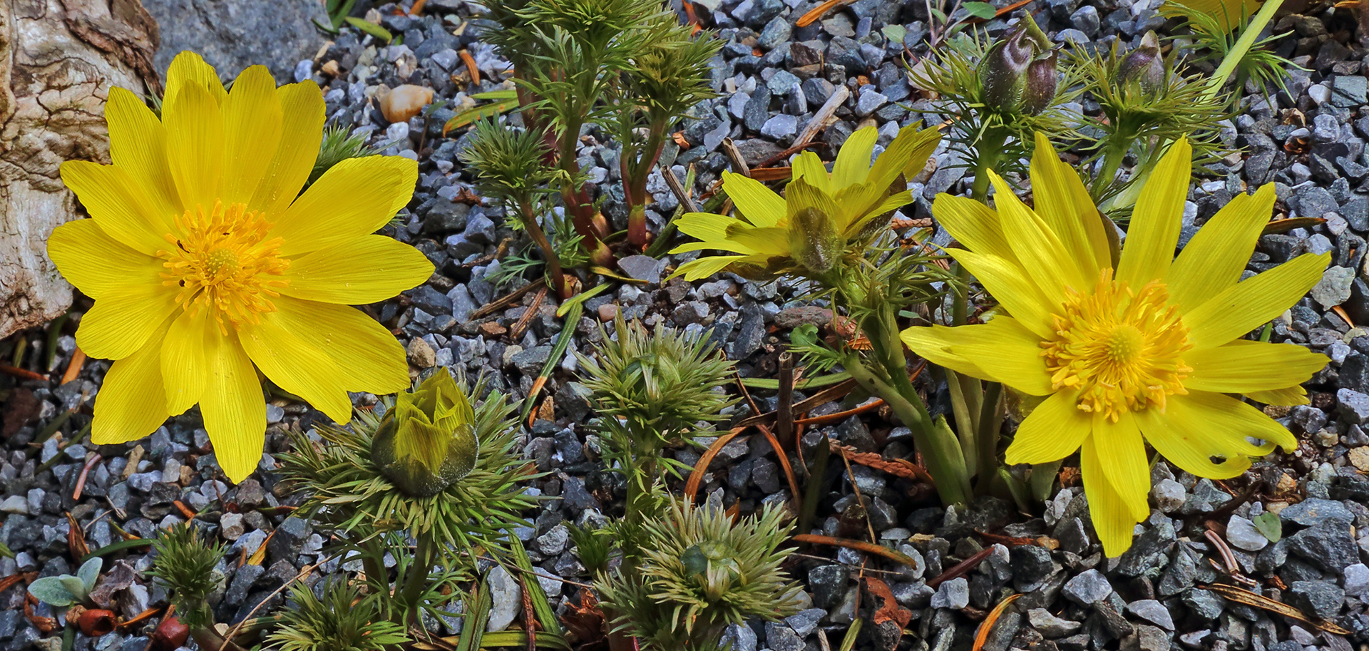 Auf Adonis vernalis freue ich mich jedes Jahr besonders ...