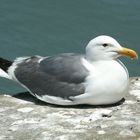 Auf Alcatraz zu Hause