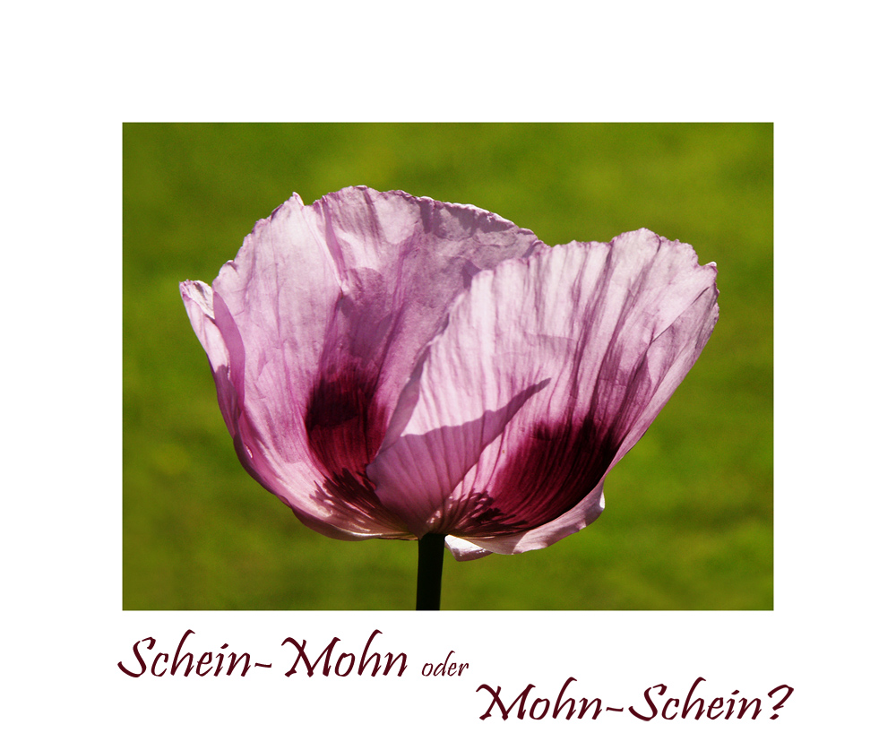 auf alle Fälle Mohn, aber: