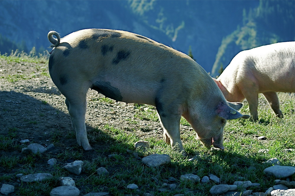 auf Alp da Riein ......