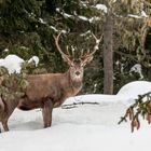 Auf Alpensafari