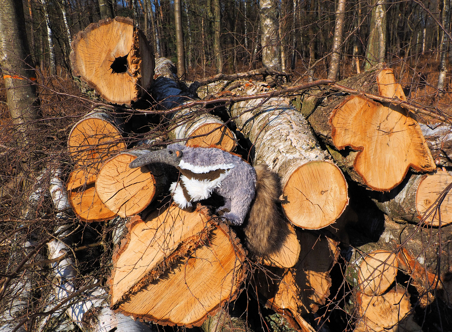 Auf Ameisen Jagd ….