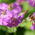 auf an die Blüten