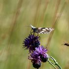 Auf Angriff - Biene gegen Schmetterling