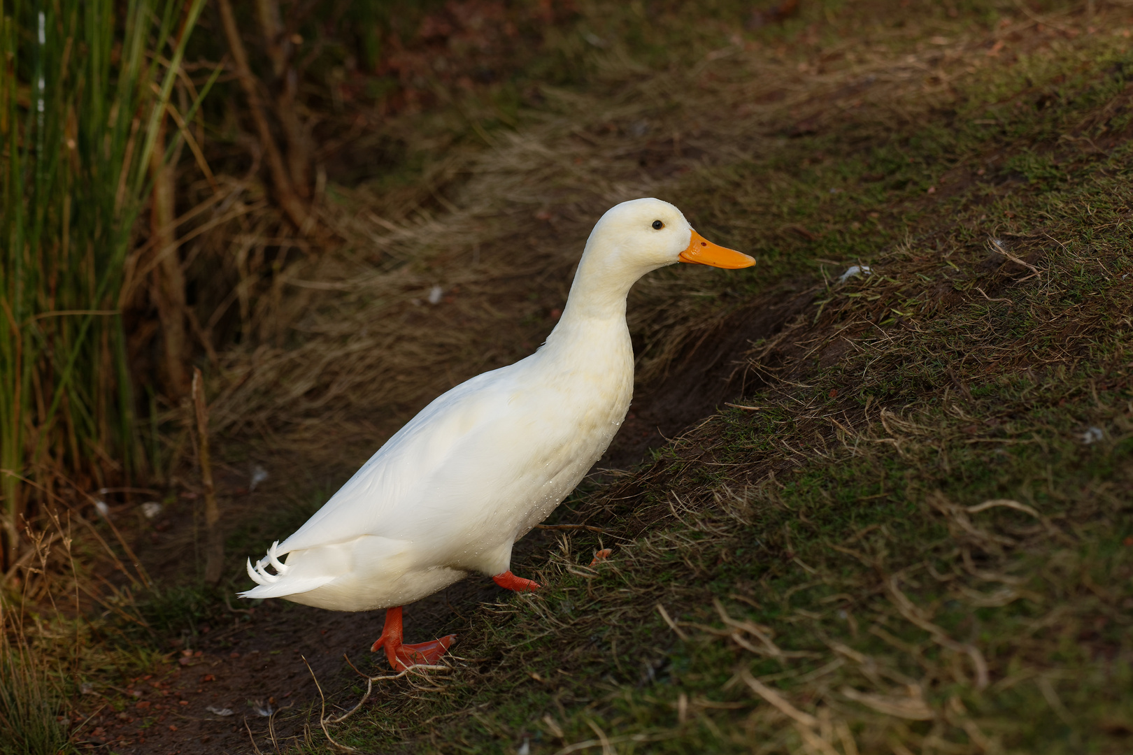 auf , auf zum Ententanz Foto & Bild tiere, wildlife, wildlife