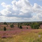 Auf, auf, zum Wilseder Berg