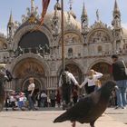 auf Augenhöhe am San Marco