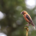 Auf Augenhöhe   -   Fichtenkreuzschnabel