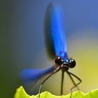 Auf Augenhöhe: Gebänderte Prachtlibelle (Calopteryx splendens)