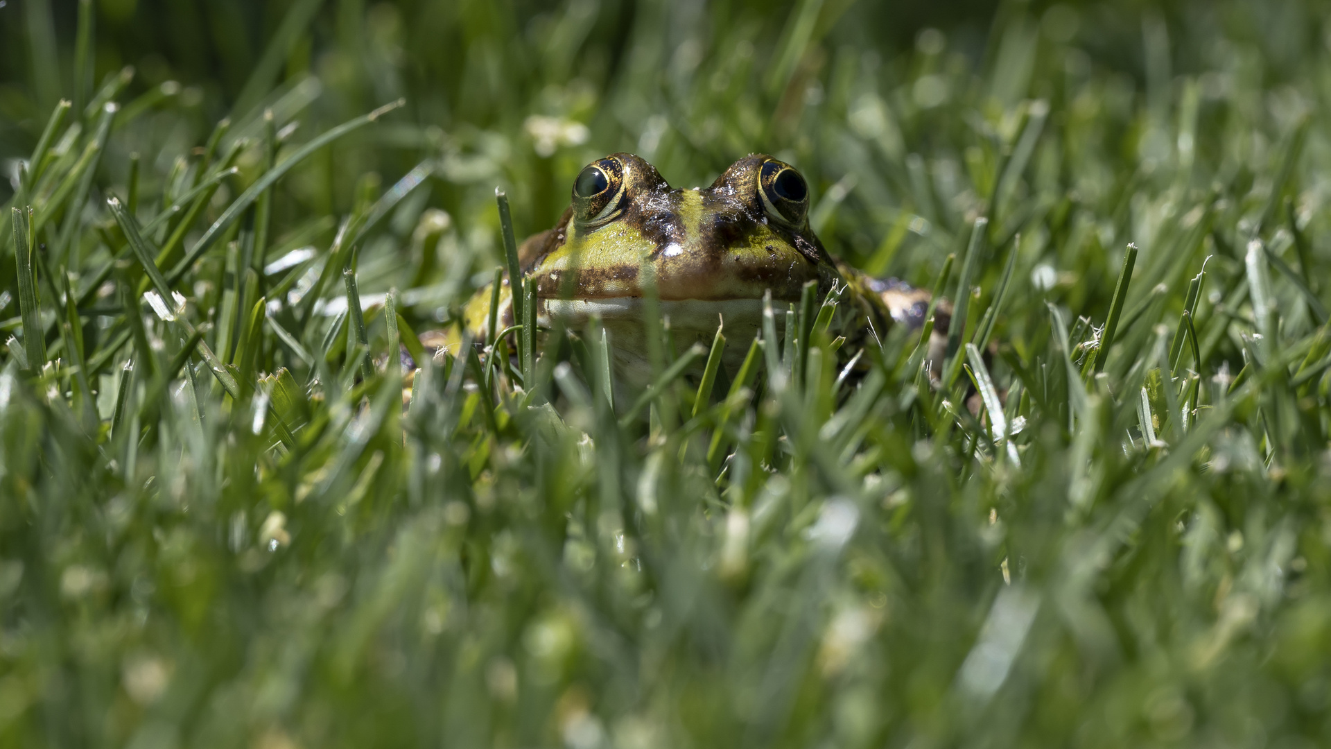 Auf Augenhöhe mit dem Frosch!