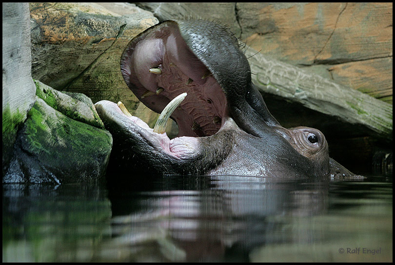 Auf Augenhöhe mit dem Hippo