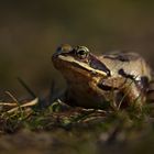 auf Augenhöhe mit dem Moorfrosch