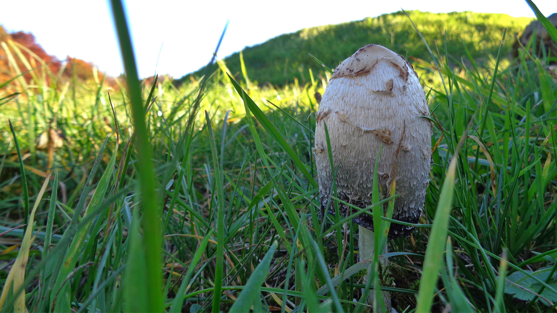 Auf Augenhöhe mit dem Pilz