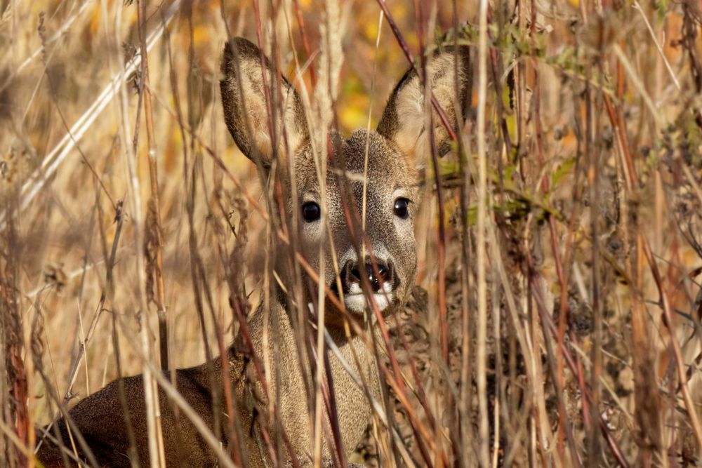 Auf Augenhöhe... mit dem Reh ( Capreolus capreolus)