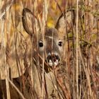 Auf Augenhöhe... mit dem Reh ( Capreolus capreolus)