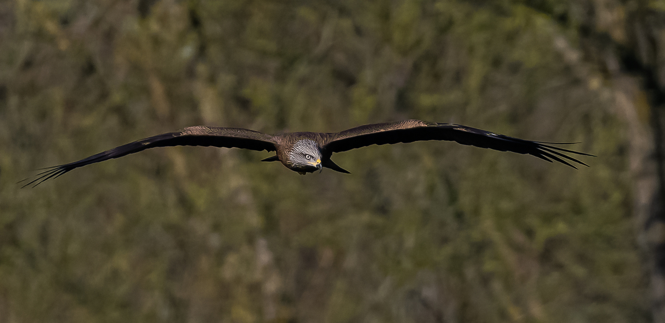 Auf Augenhöhe mit dem Schwarzmilan im Flug ...