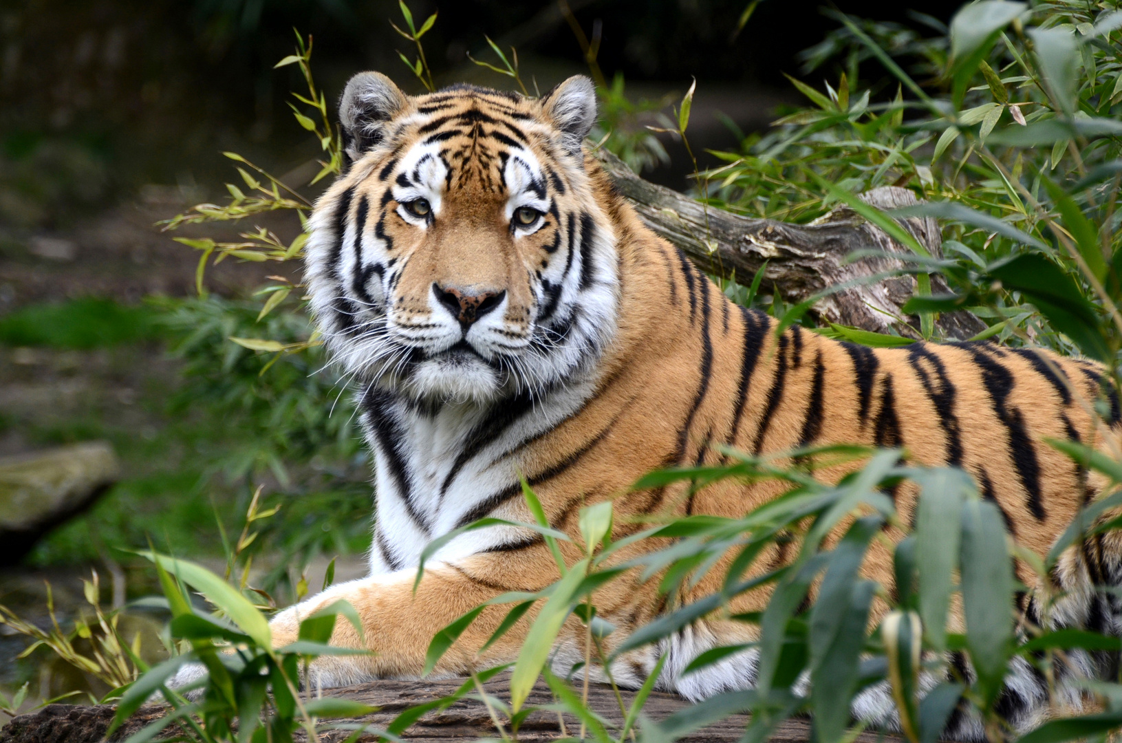 Auf Augenhöhe mit dem Tiger