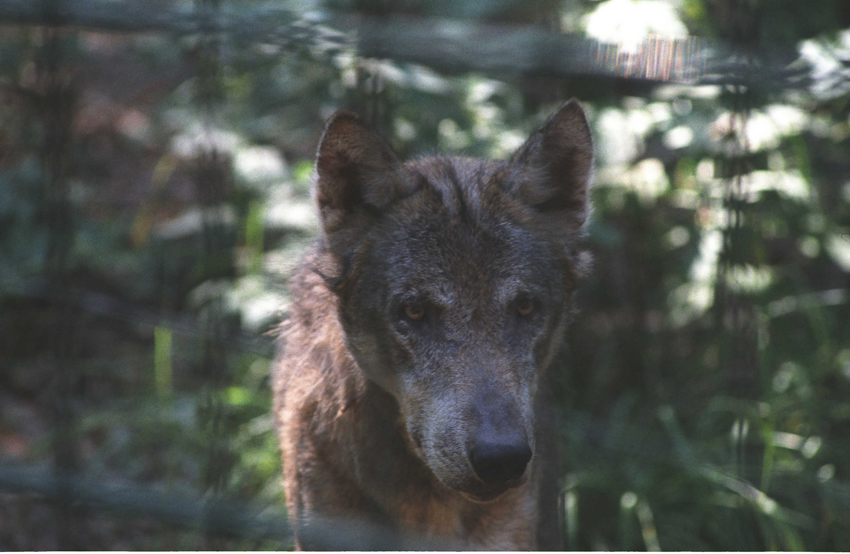 Auf Augenhöhe mit dem Wolf.