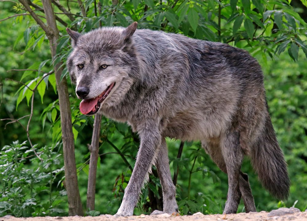 Auf Augenhöhe mit dem Wolf