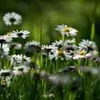 Auf Augenhöhe mit den Gänseblümchen 