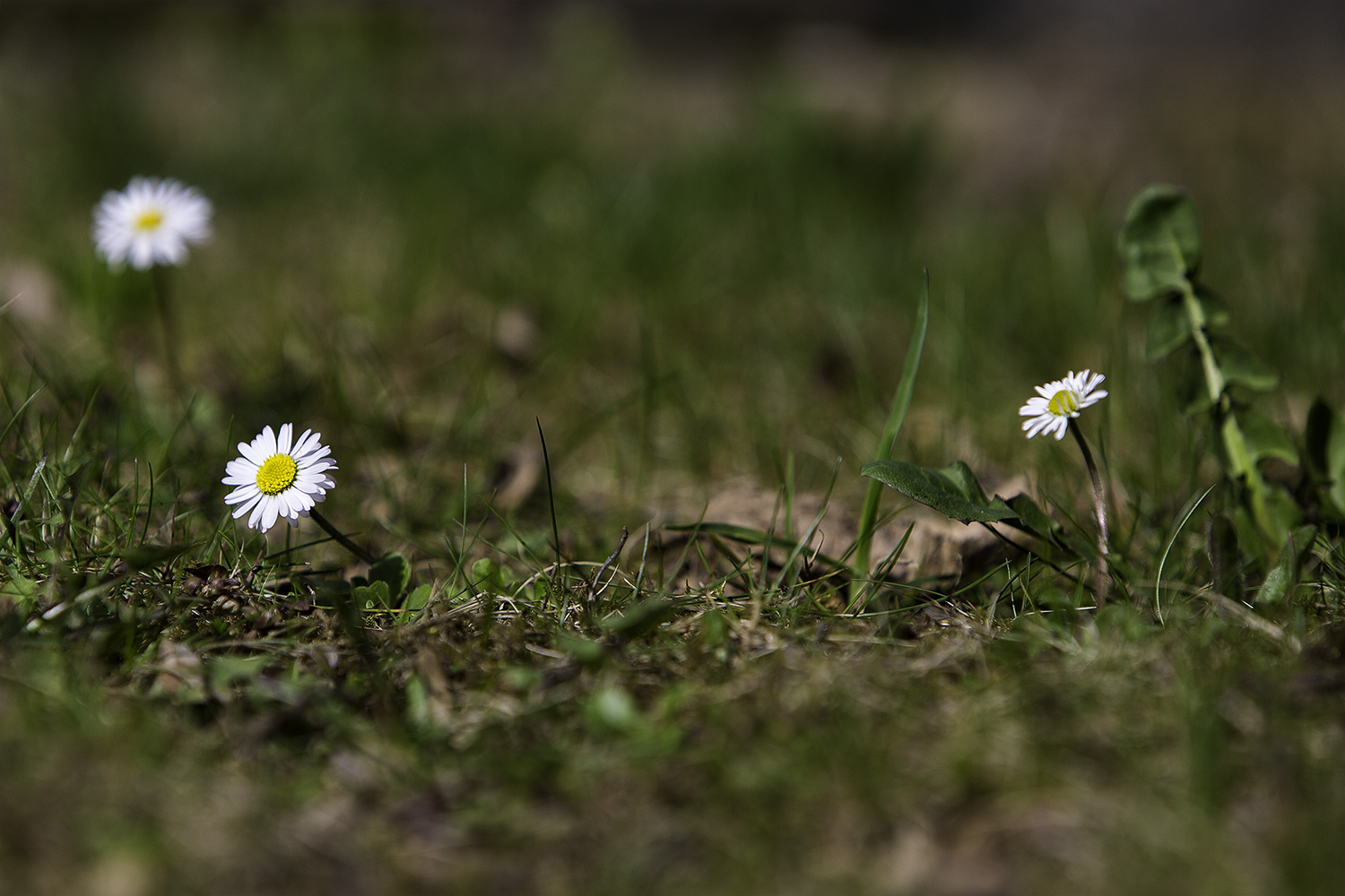 Auf Augenhöhe mit den Gänseblümchen