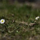 Auf Augenhöhe mit den Gänseblümchen