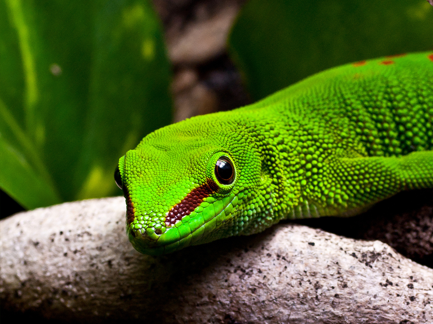 Auf Augenhöhe mit einem Gecko