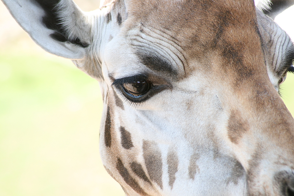 Auf Augenhöhe mit einer Giraffe