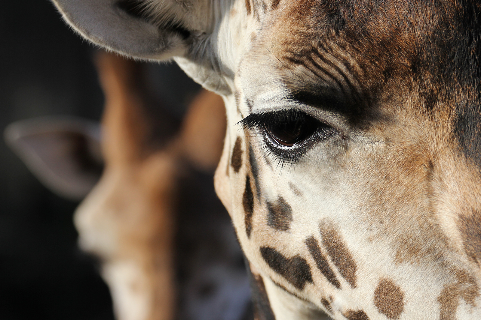 Auf Augenhöhe mit einer Giraffe