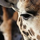 Auf Augenhöhe mit einer Giraffe