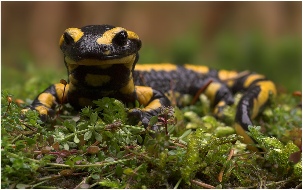 Auf Augenhöhe mit "Lurchi Salamander"