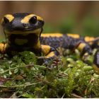 Auf Augenhöhe mit "Lurchi Salamander"