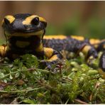 Auf Augenhöhe mit "Lurchi Salamander"