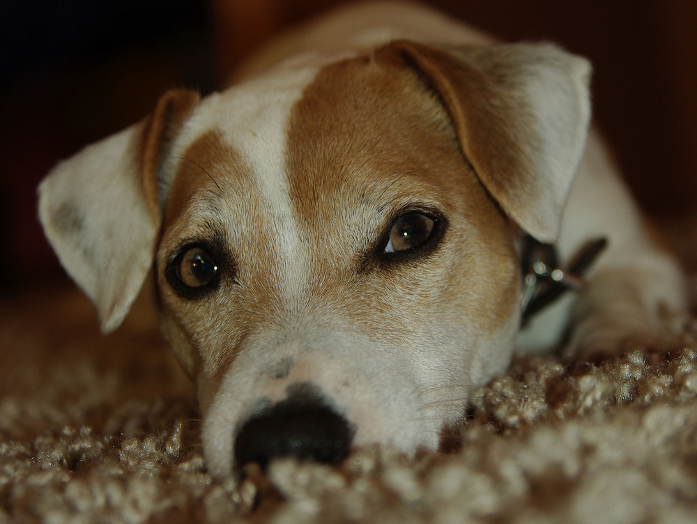 Auf Augenhöhe mit meinem Jack Russell.