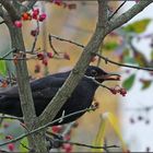 Auf Beeren-Jagd