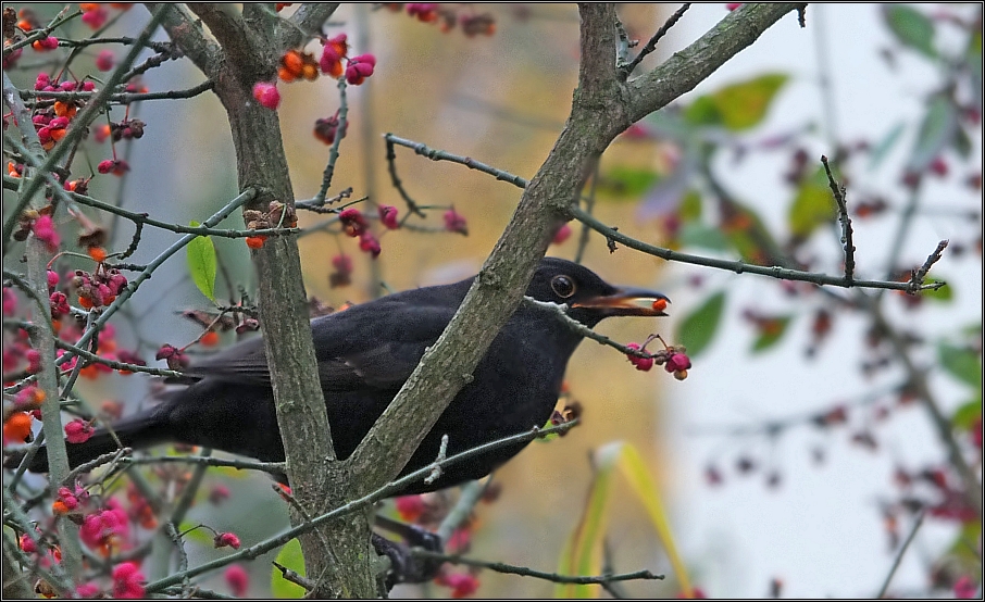 Auf Beeren-Jagd