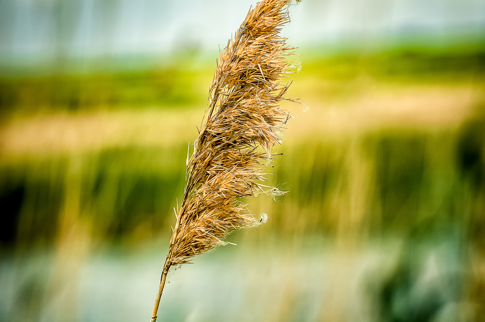 Auf Befruchtung Wind warten.