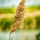 Auf Befruchtung Wind warten.