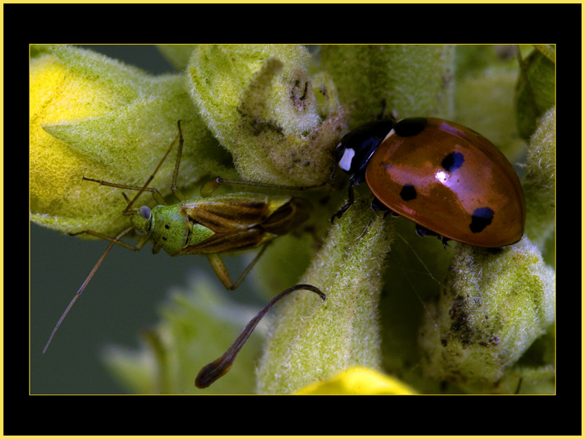 auf Besuch