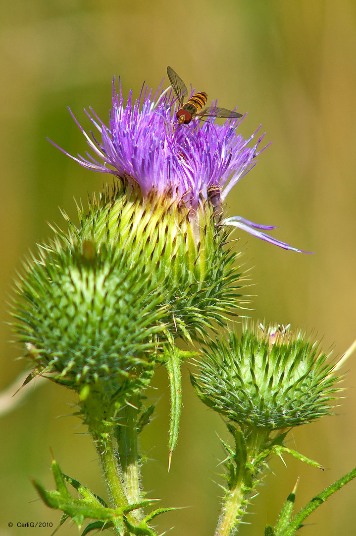 Auf Besuch bei der Distel..