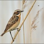 auf Beutefang... Braunkehlchen *Saxicola rubetra*